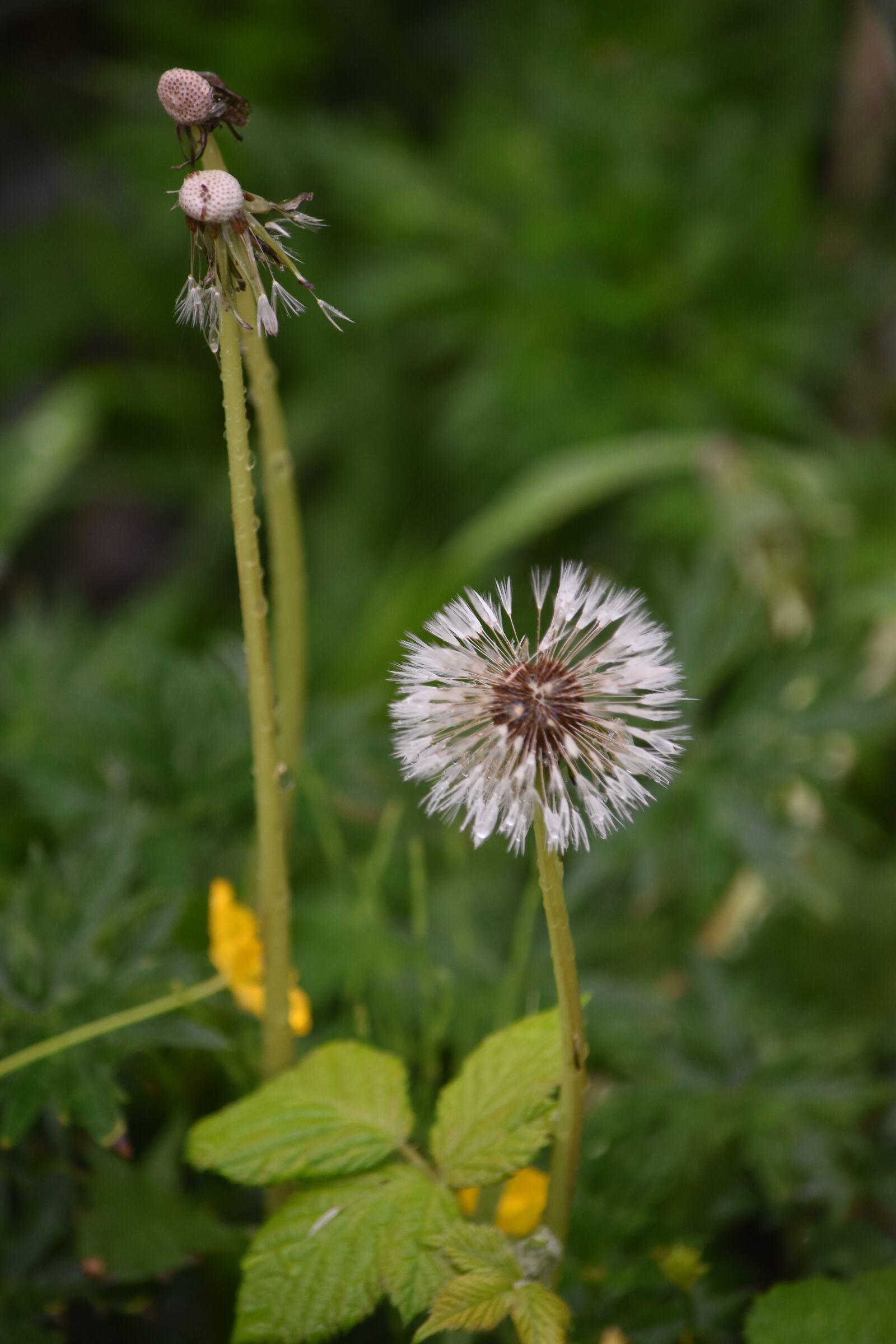 Nikon D5600 sample photo. Dandelion gone to seed photography