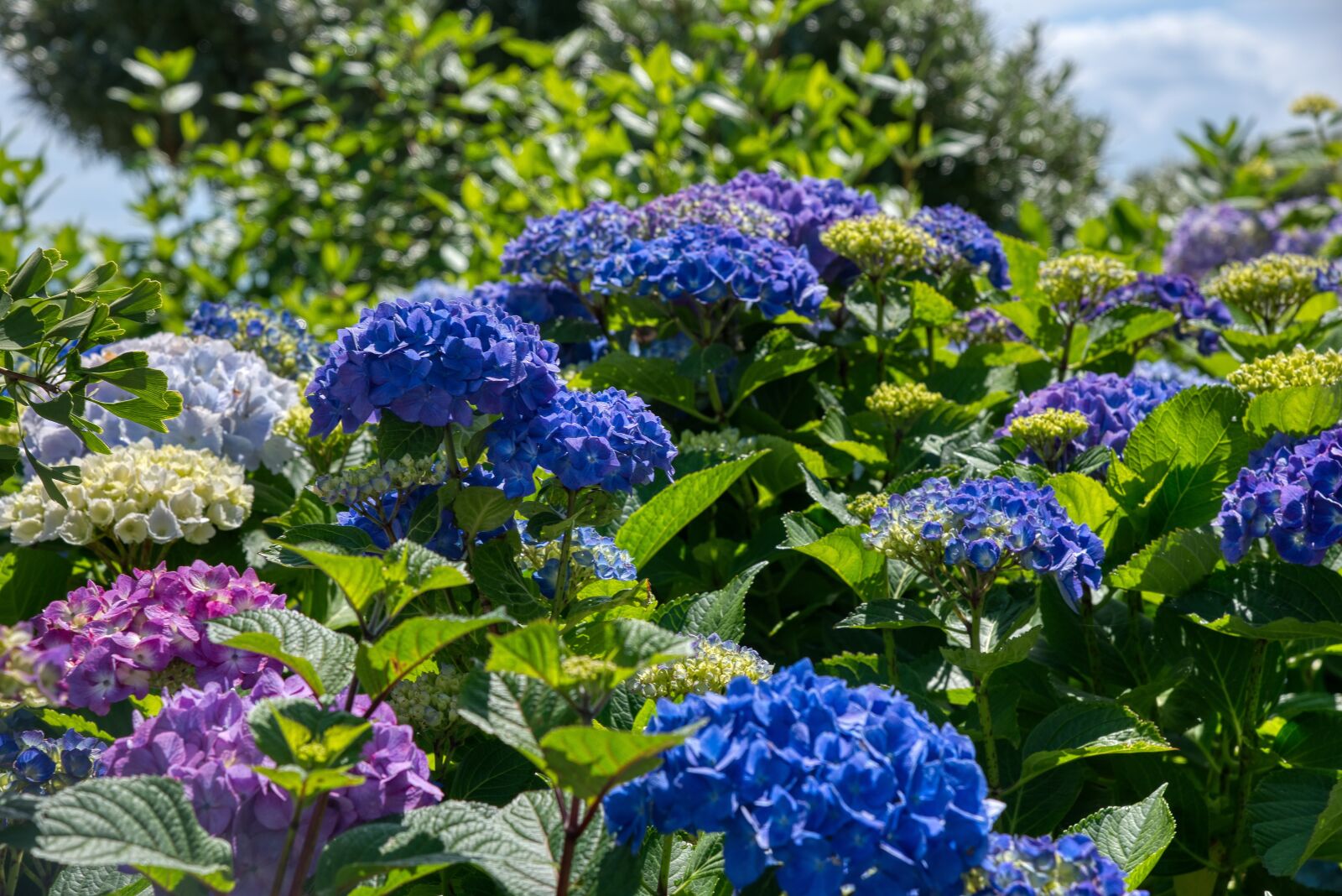 Nikon D750 sample photo. Hydrangeas, hydrangea, hydrangeaceae photography
