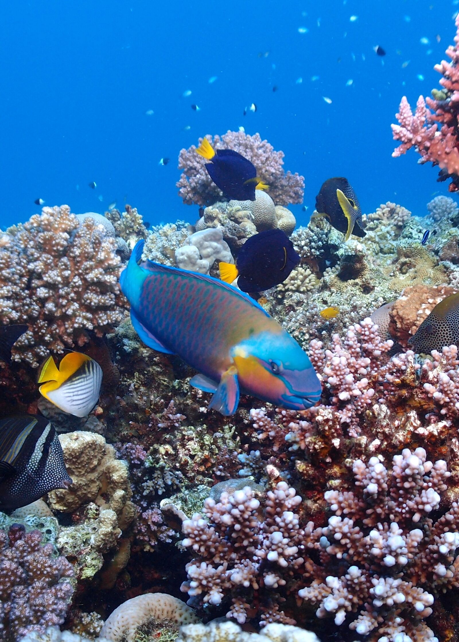 Olympus XZ-1 sample photo. Egypt, diving, red sea photography