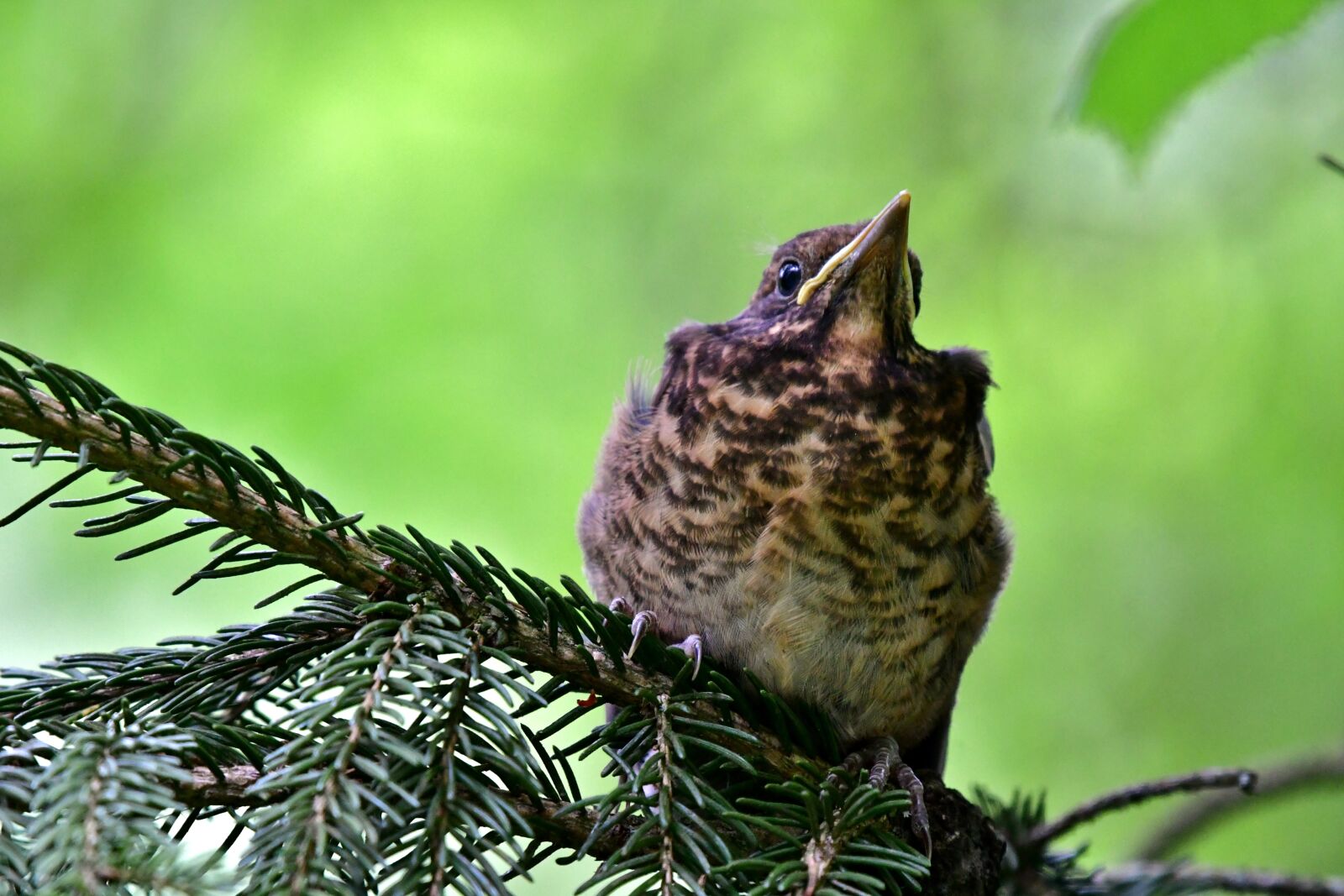 Nikon D500 sample photo. Bird, song thrush, young photography