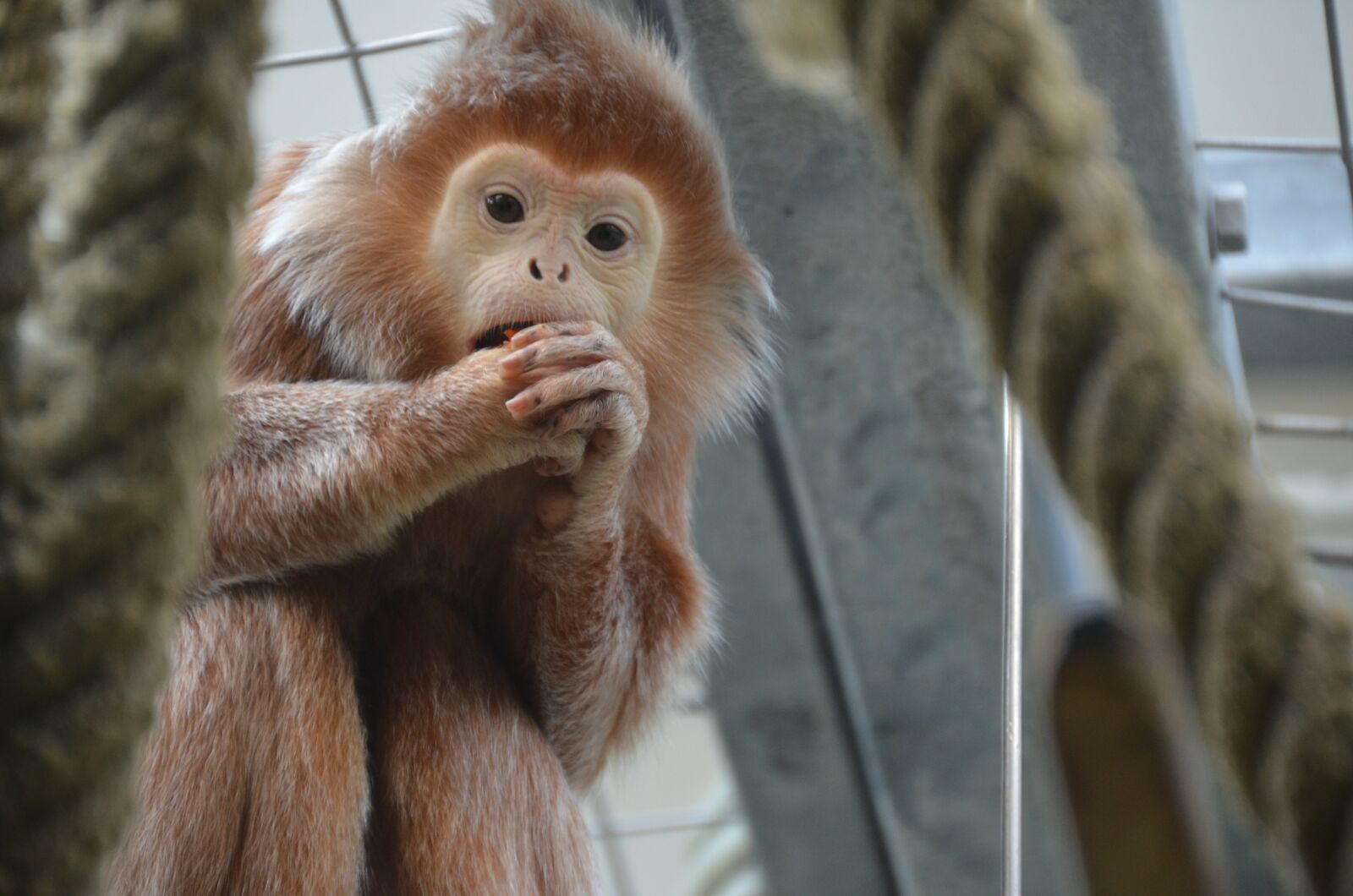Nikon D5100 sample photo. Monkey, zoo, cute photography