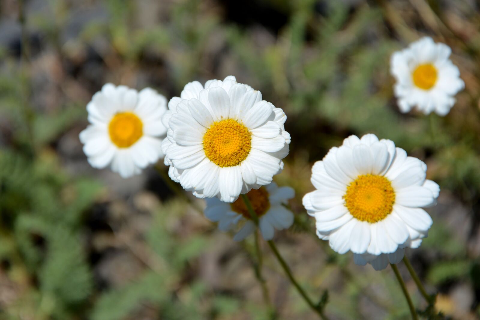 Nikon D7100 sample photo. Flower, nature, macro photography