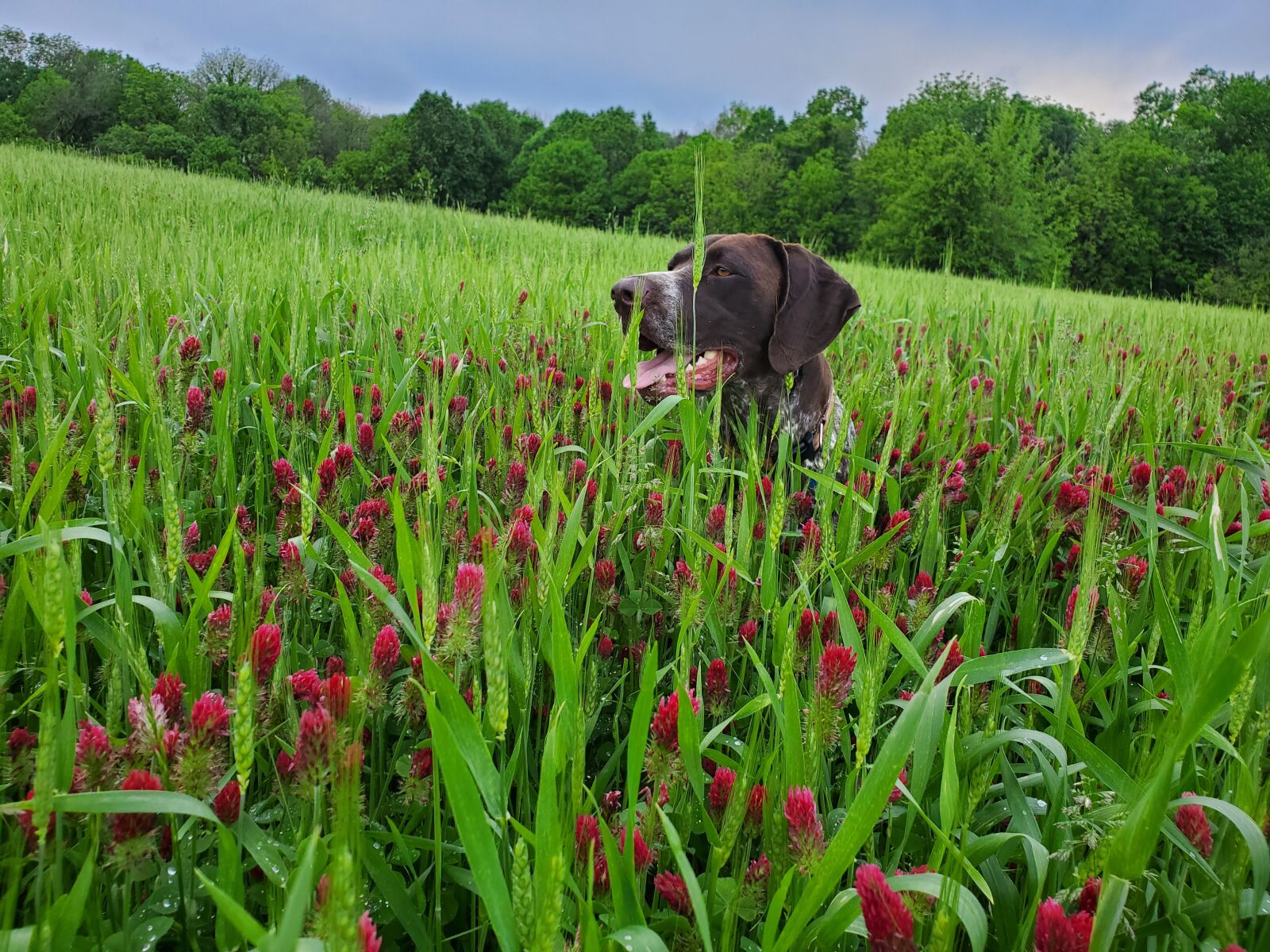 Samsung Galaxy S10 sample photo. Dog, field, pointer photography
