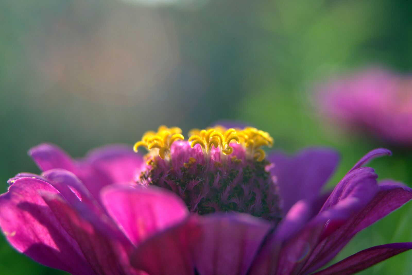 Pentax K-S2 sample photo. Zinnia, flower, violet photography