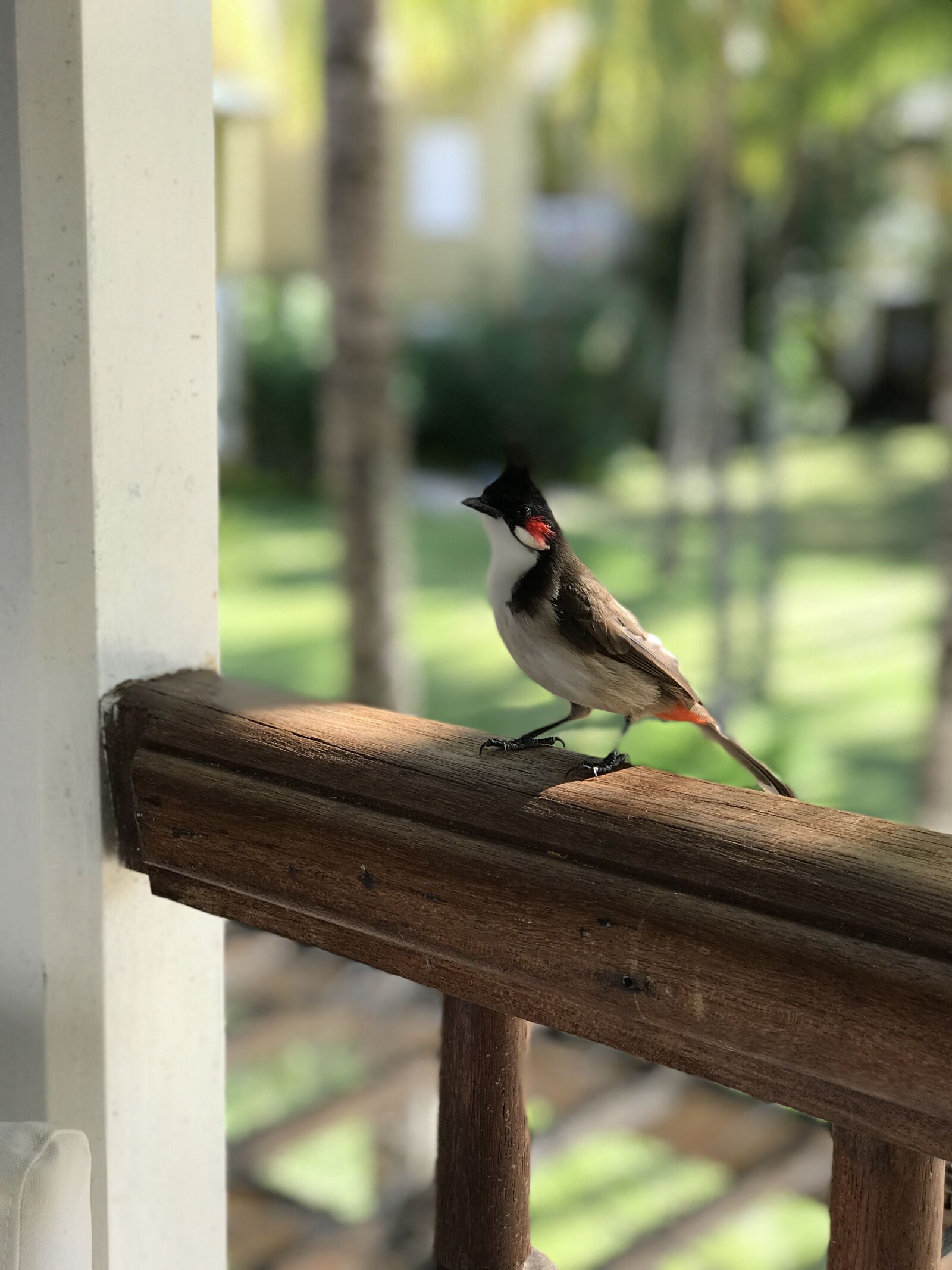 iPhone 7 Plus back dual camera 6.6mm f/2.8 sample photo. Bird, wildlife, nat photography