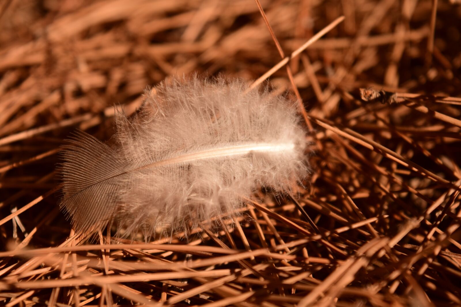 Nikon D3300 sample photo. Feather, earth, needles photography
