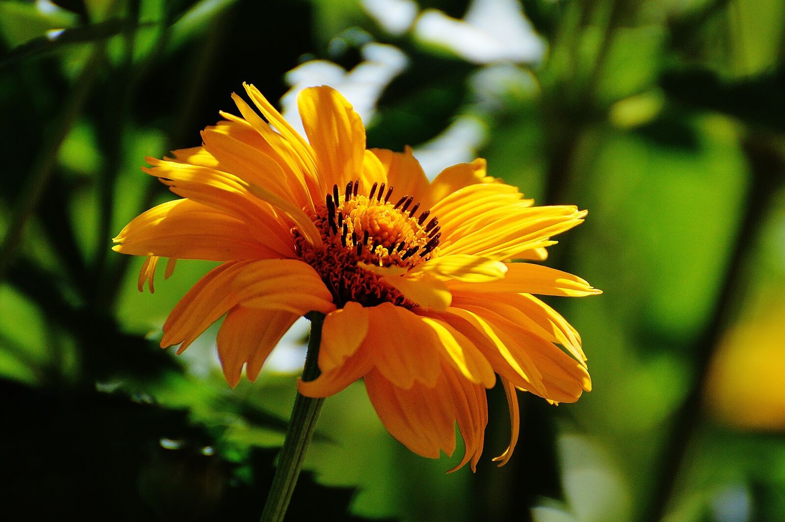 Nikon D3200 sample photo. Flower, yellow, blossom photography