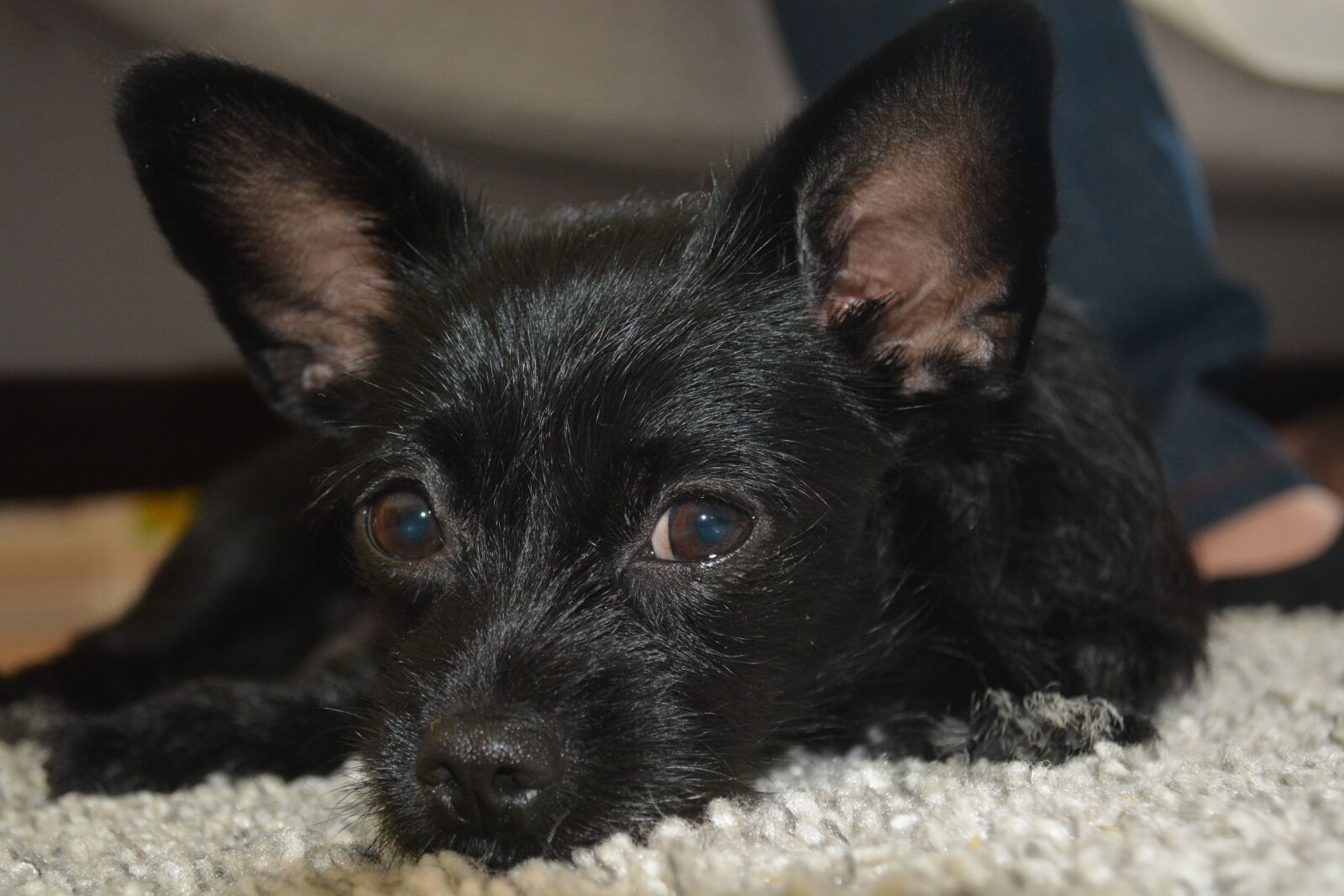 Nikon D5200 sample photo. Dog, mammal, cute photography