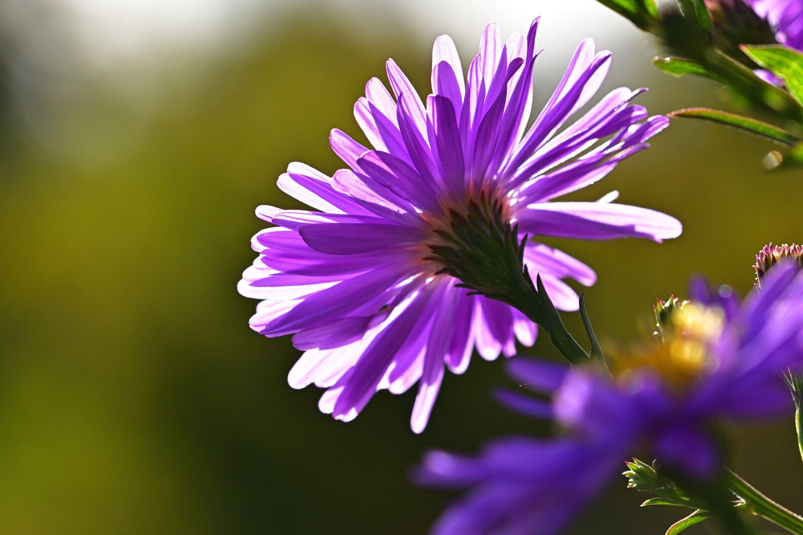 Nikon D5200 sample photo. Sun, aster, bright photography
