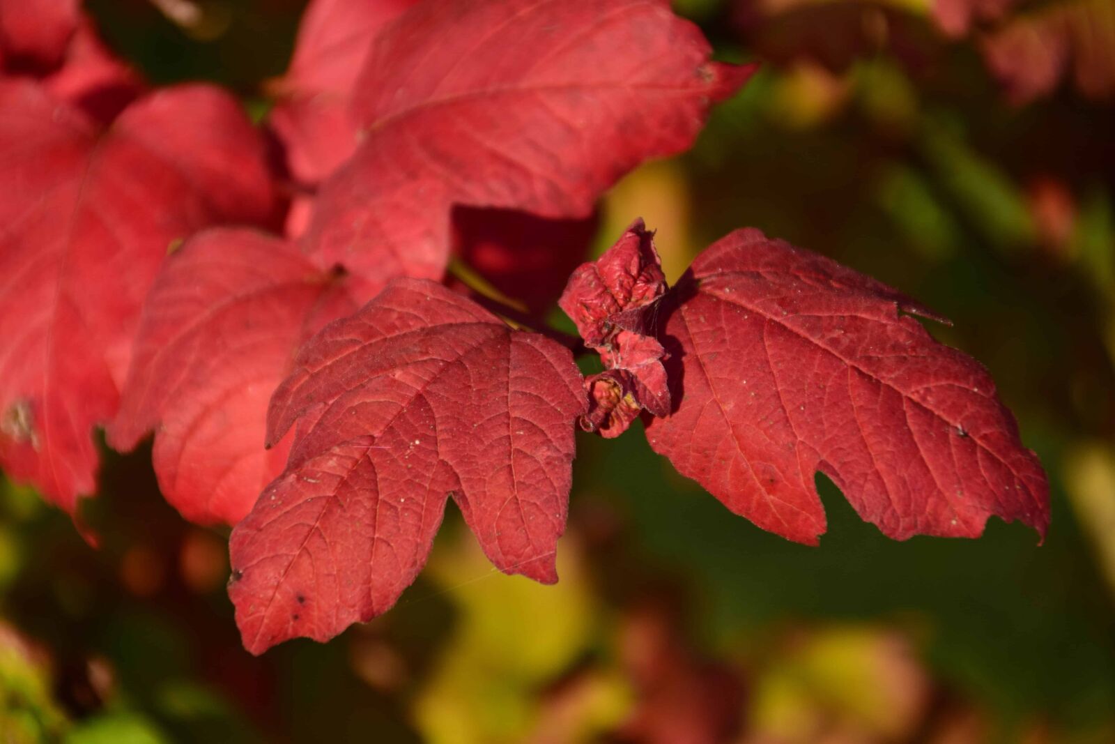 Nikon D3300 sample photo. Red leaf, nature, flora photography