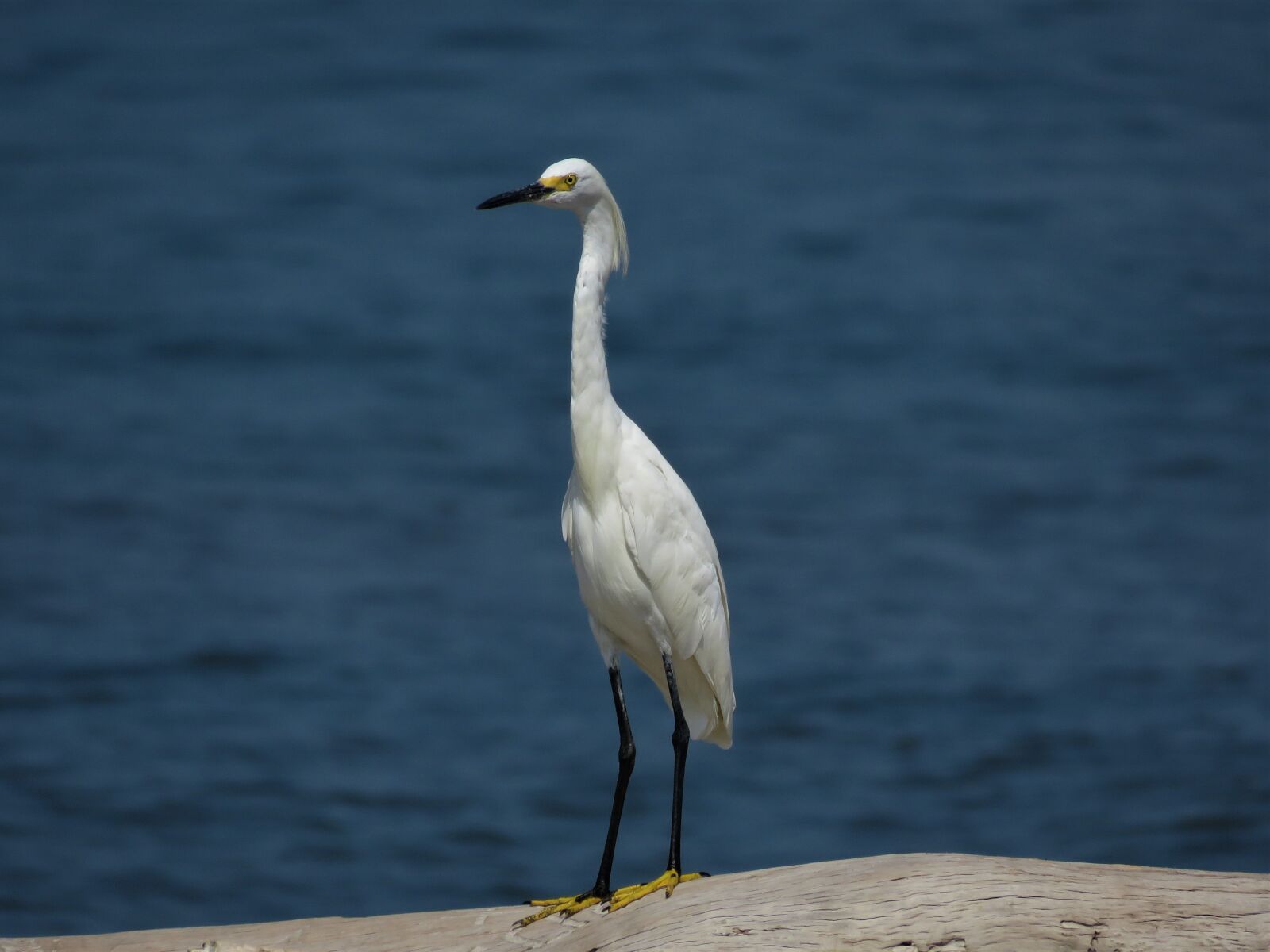 Canon PowerShot SX60 HS sample photo. Little egret, white bird photography