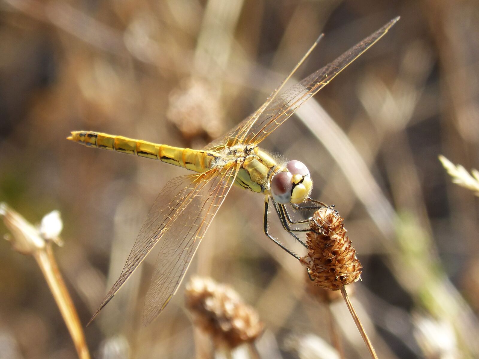 Panasonic DMC-FZ62 sample photo. Dragonfly, yellow dragonfly, cordulegaster photography