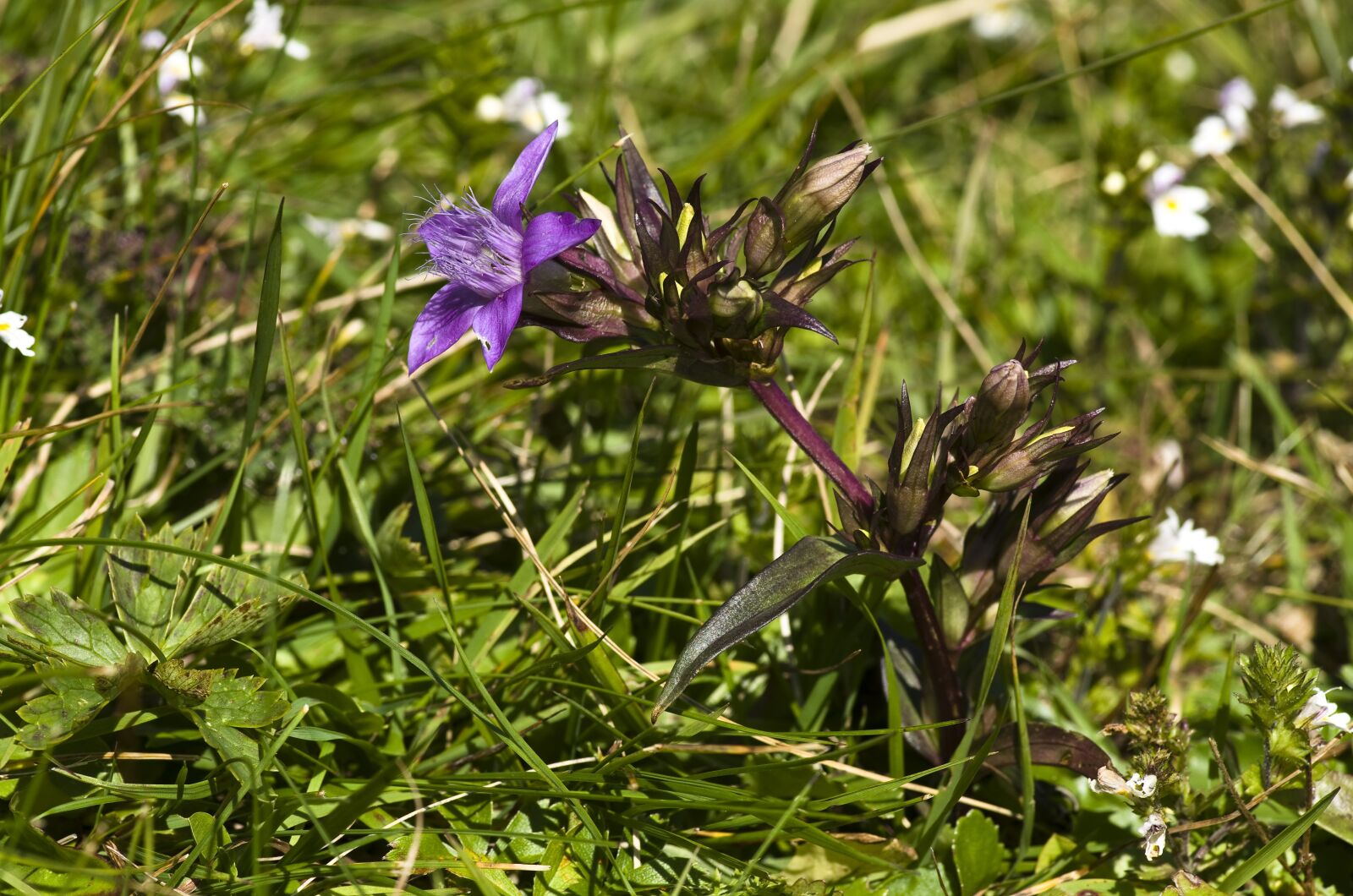 Pentax K-30 sample photo. Gentian, flower, purple photography
