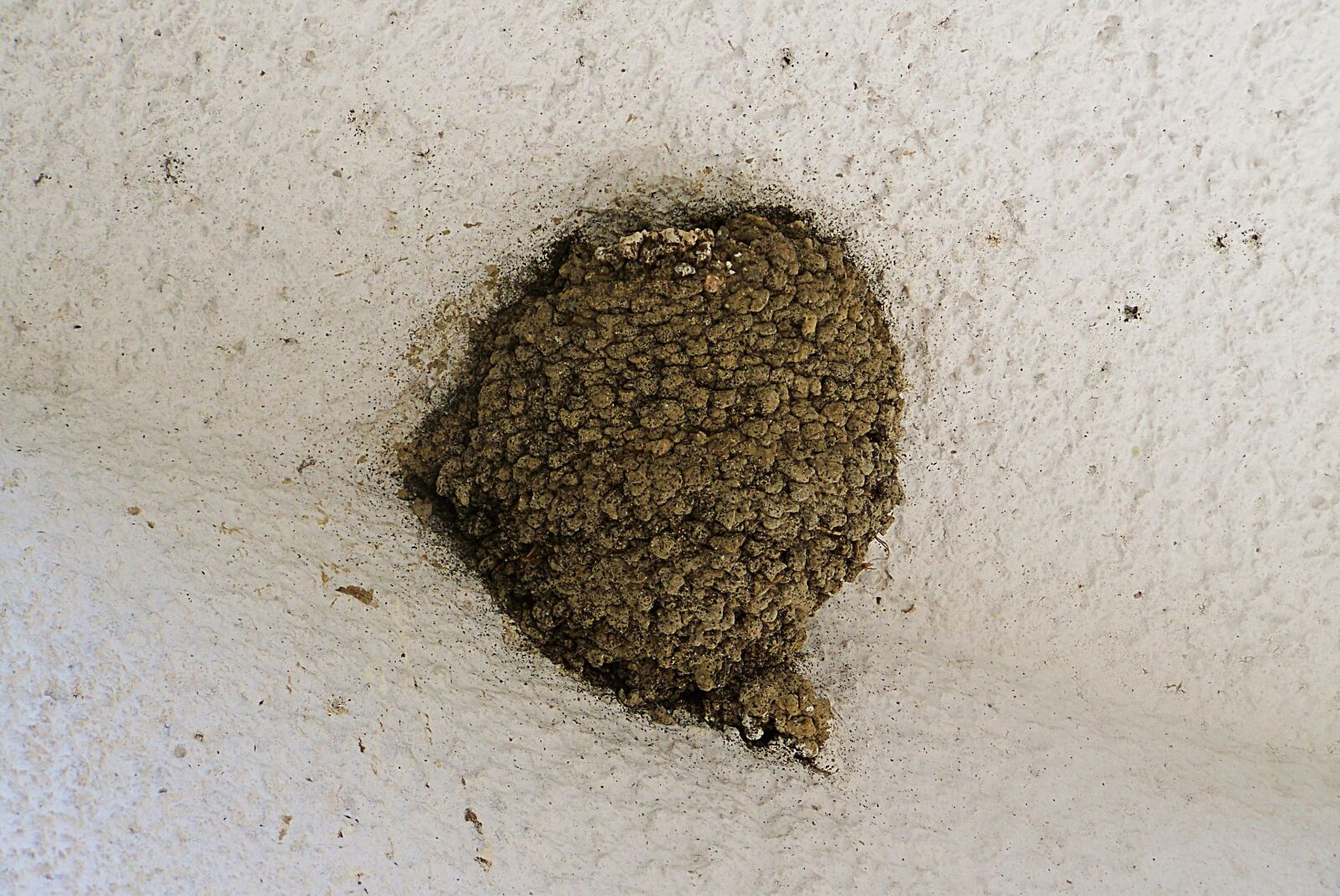 Kodak EASYSHARE ZD710 ZOOM DIGITAL CAMERA sample photo. Swallow's nest, bird nest photography