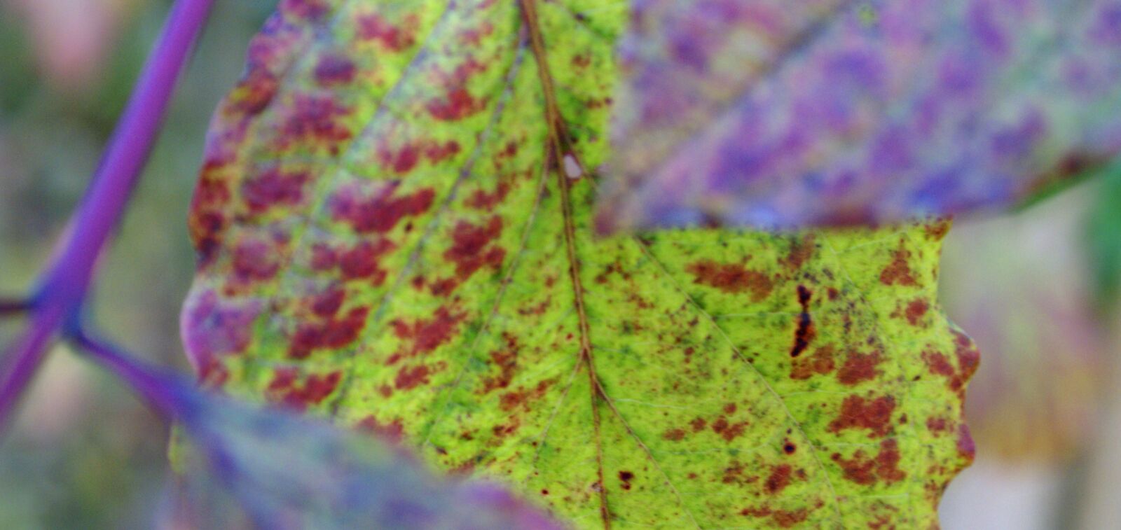 Sony Alpha DSLR-A100 sample photo. Winter, leaf, nature photography
