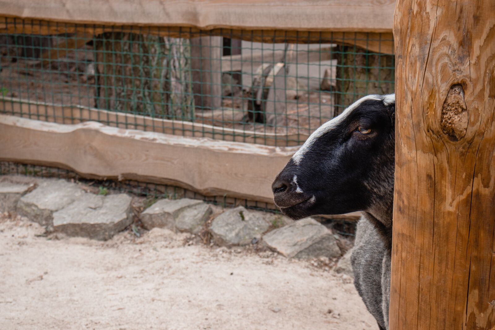 Canon EOS 77D (EOS 9000D / EOS 770D) sample photo. Sheep, baran, animal photography