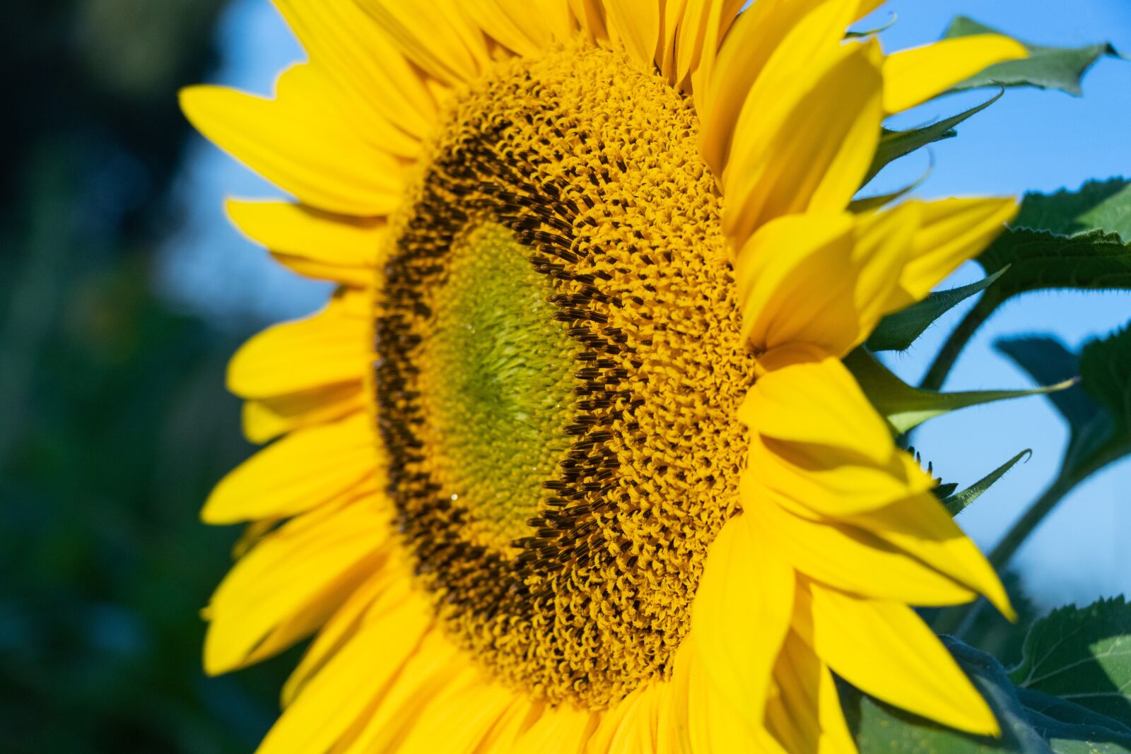 Canon EF-S 18-135mm F3.5-5.6 IS USM sample photo. Sunflower, flower, yellow photography