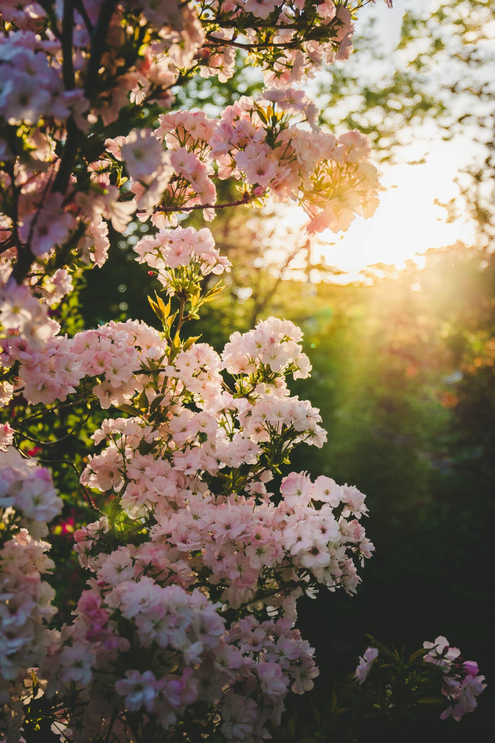 Canon EOS 70D sample photo. Blooming, spring, garden photography