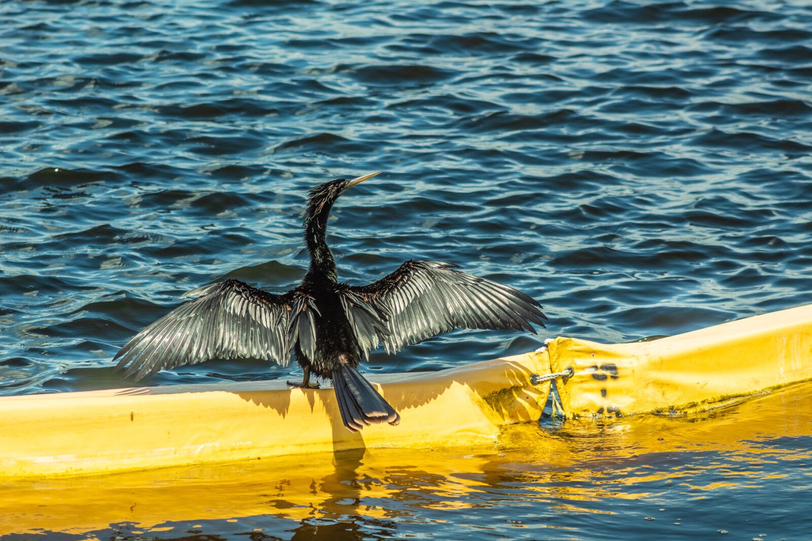 Canon EOS 1300D (EOS Rebel T6 / EOS Kiss X80) sample photo. Bird, water bird, florida photography
