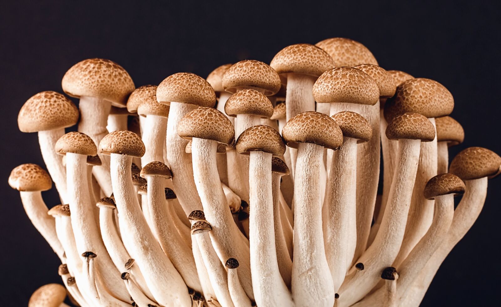 Canon EOS 70D sample photo. Mushroom, plant, food, macro photography