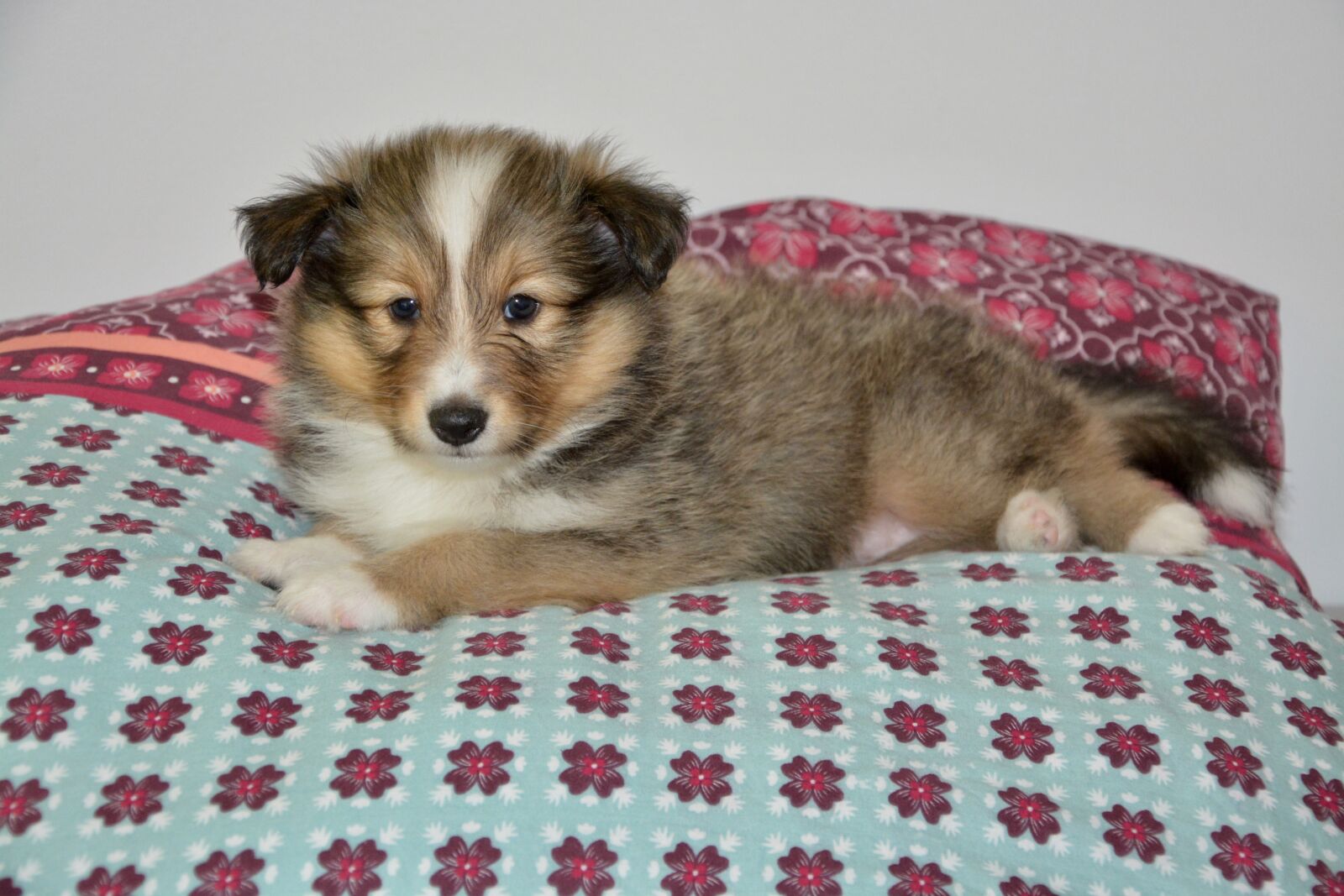 Nikon D5200 sample photo. Dog, puppy, puppy sheepdog photography
