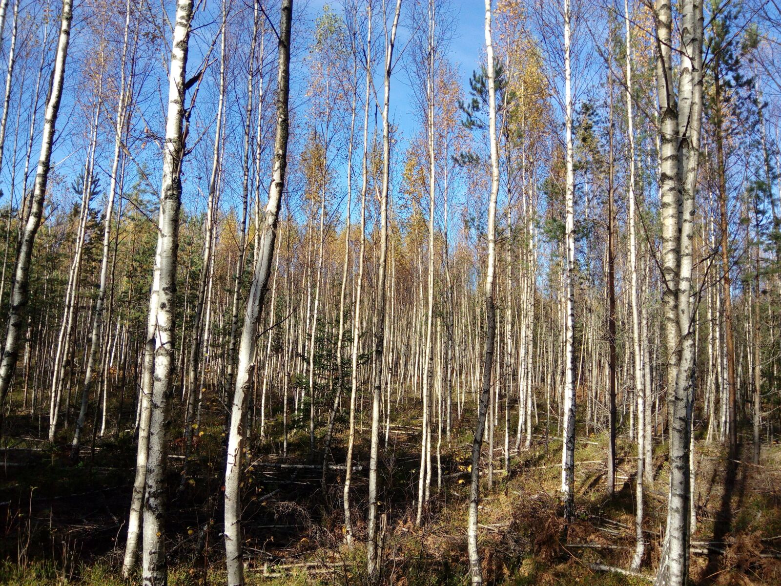 HUAWEI Y6 PRO sample photo. Birch grove, forest, young photography