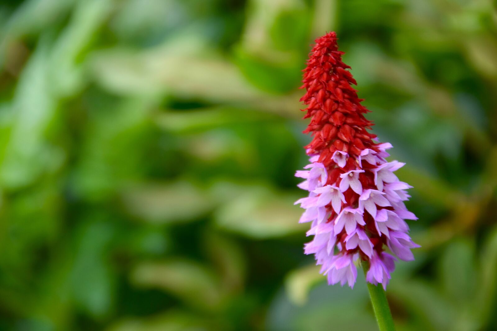 Nikon D5300 sample photo. Nature, plant, flower photography