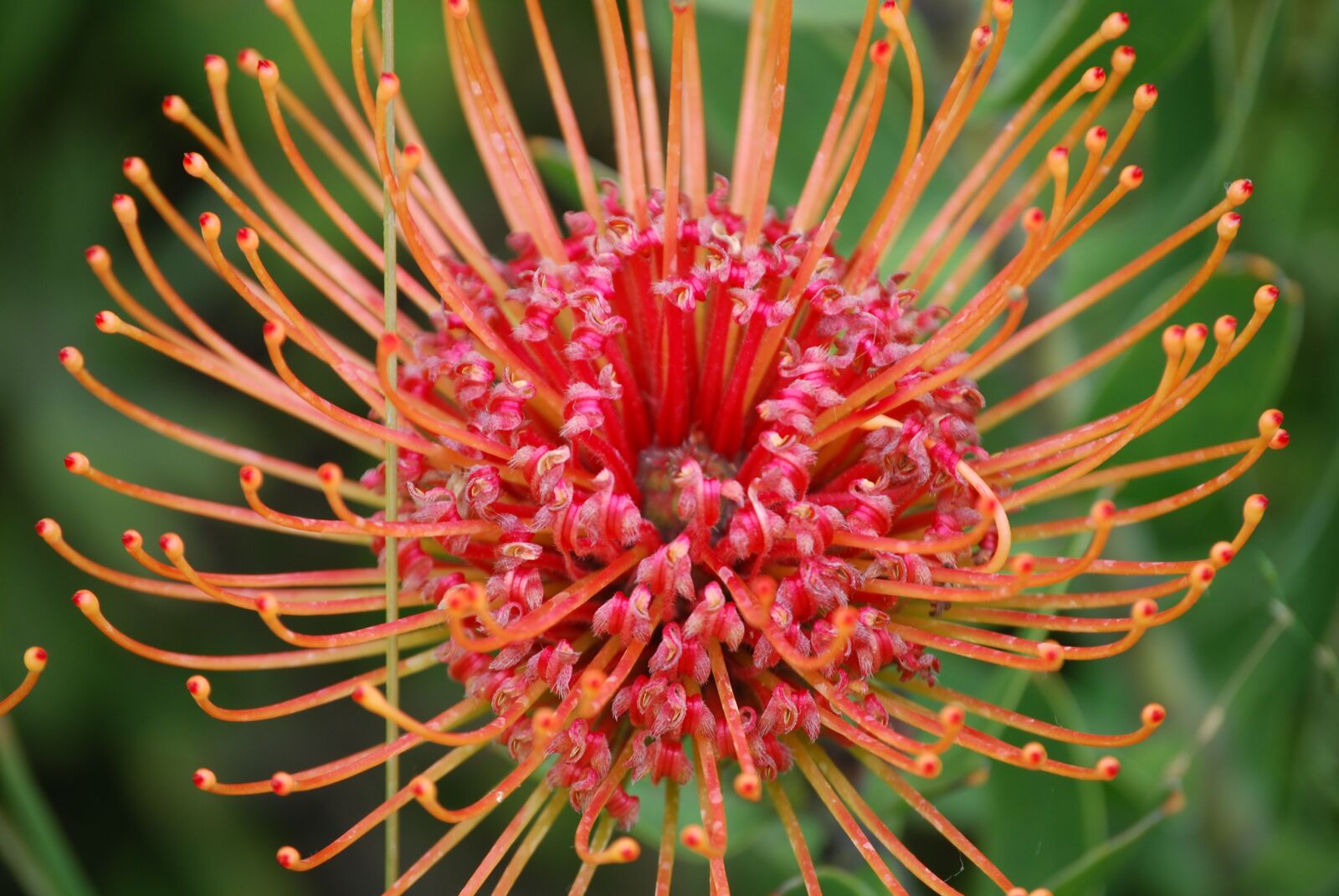 Nikon D40X sample photo. Flower, orange, red photography