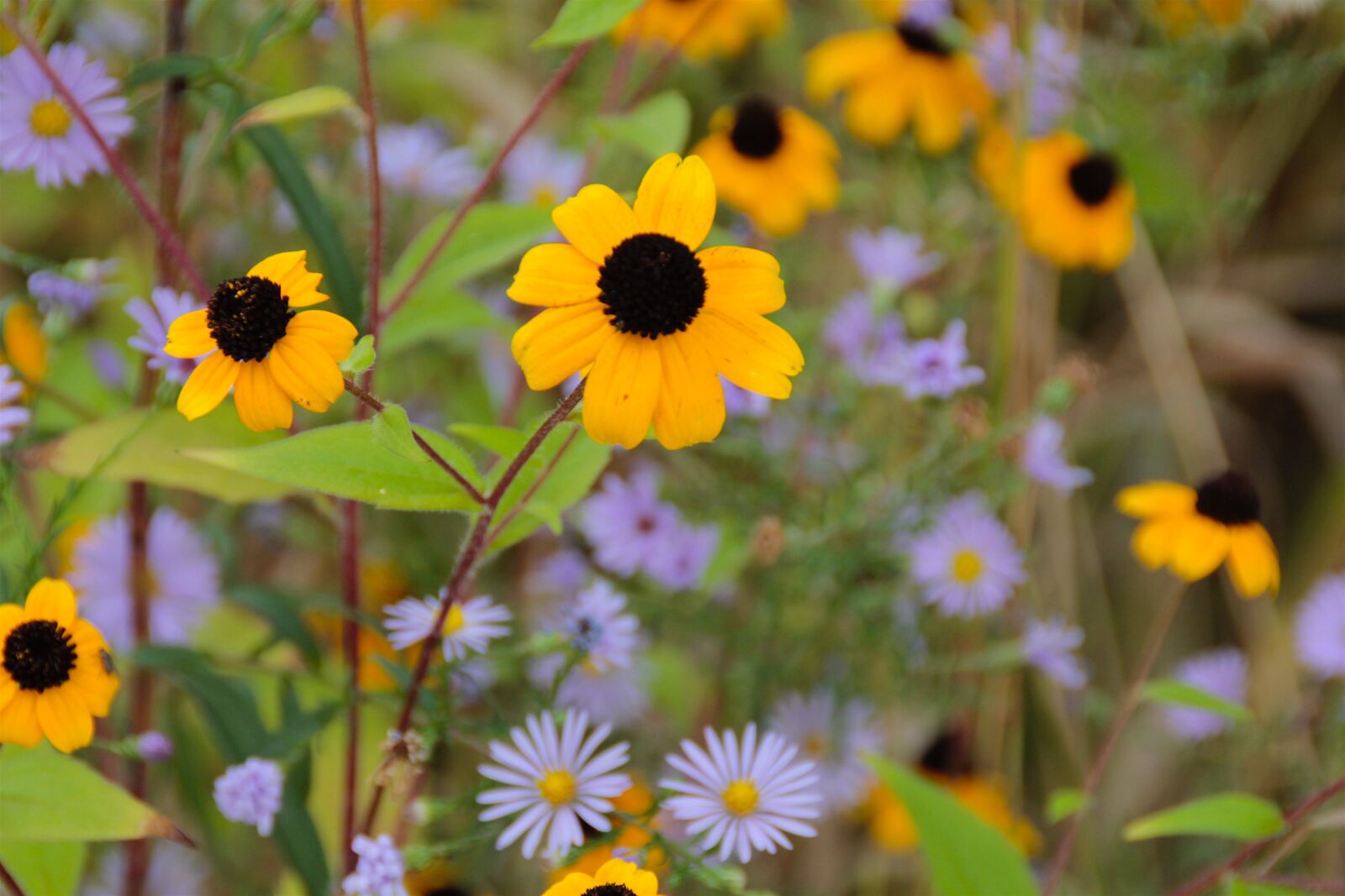 Canon EOS 60D sample photo. Autumn, flowers, purple photography