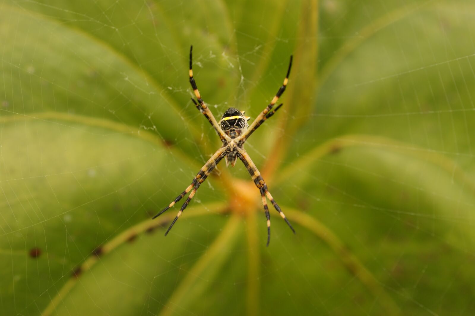 Sony Alpha DSLR-A390 sample photo. Nature, in, the photography
