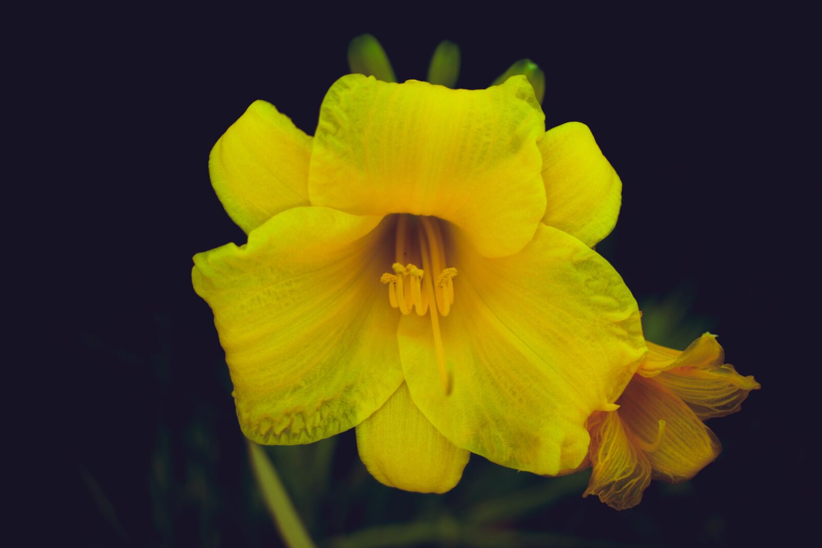 Nikon D5600 sample photo. Yellow flower, dark, yellow photography