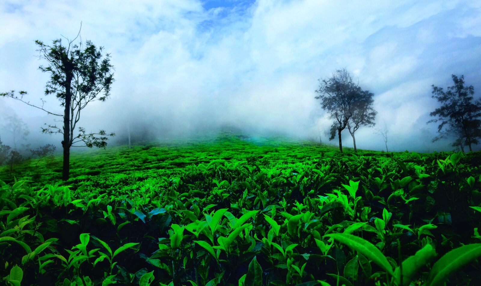 iPhone 6 back camera 4.15mm f/2.2 sample photo. India, ooty, nature, green photography