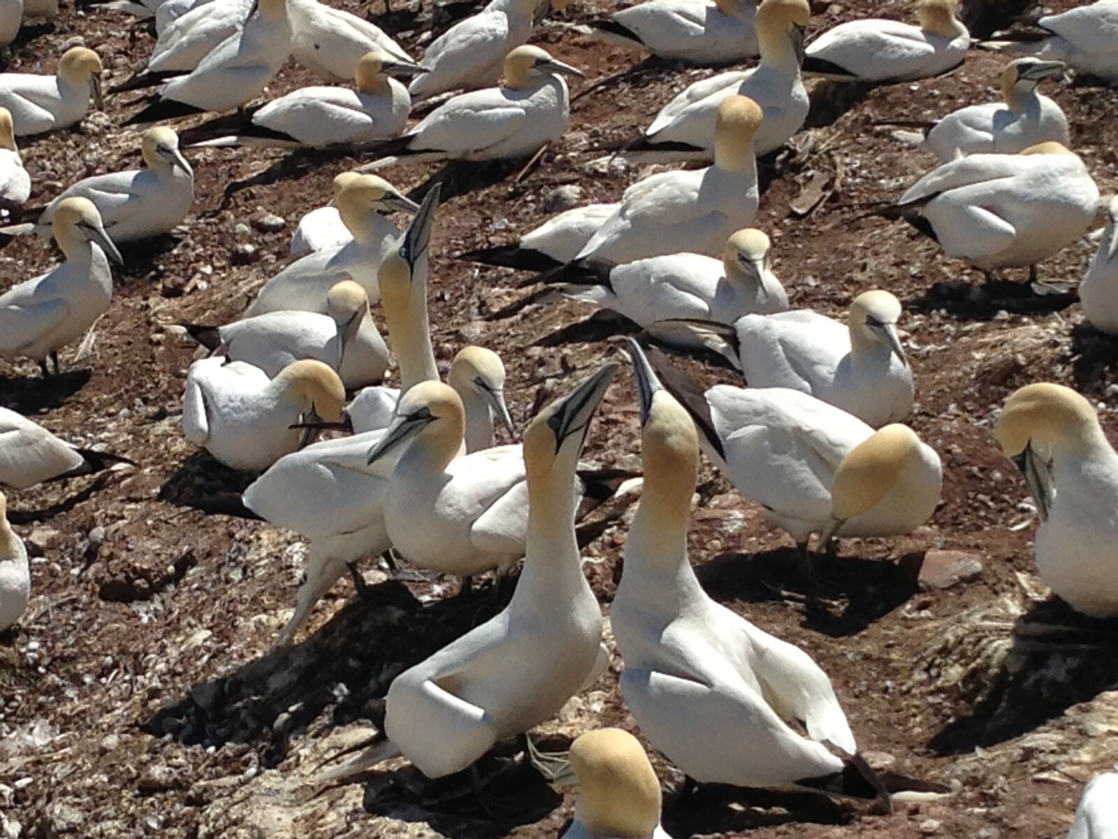 Apple iPhone 5 sample photo. Birds, quebec, bonaventure island photography