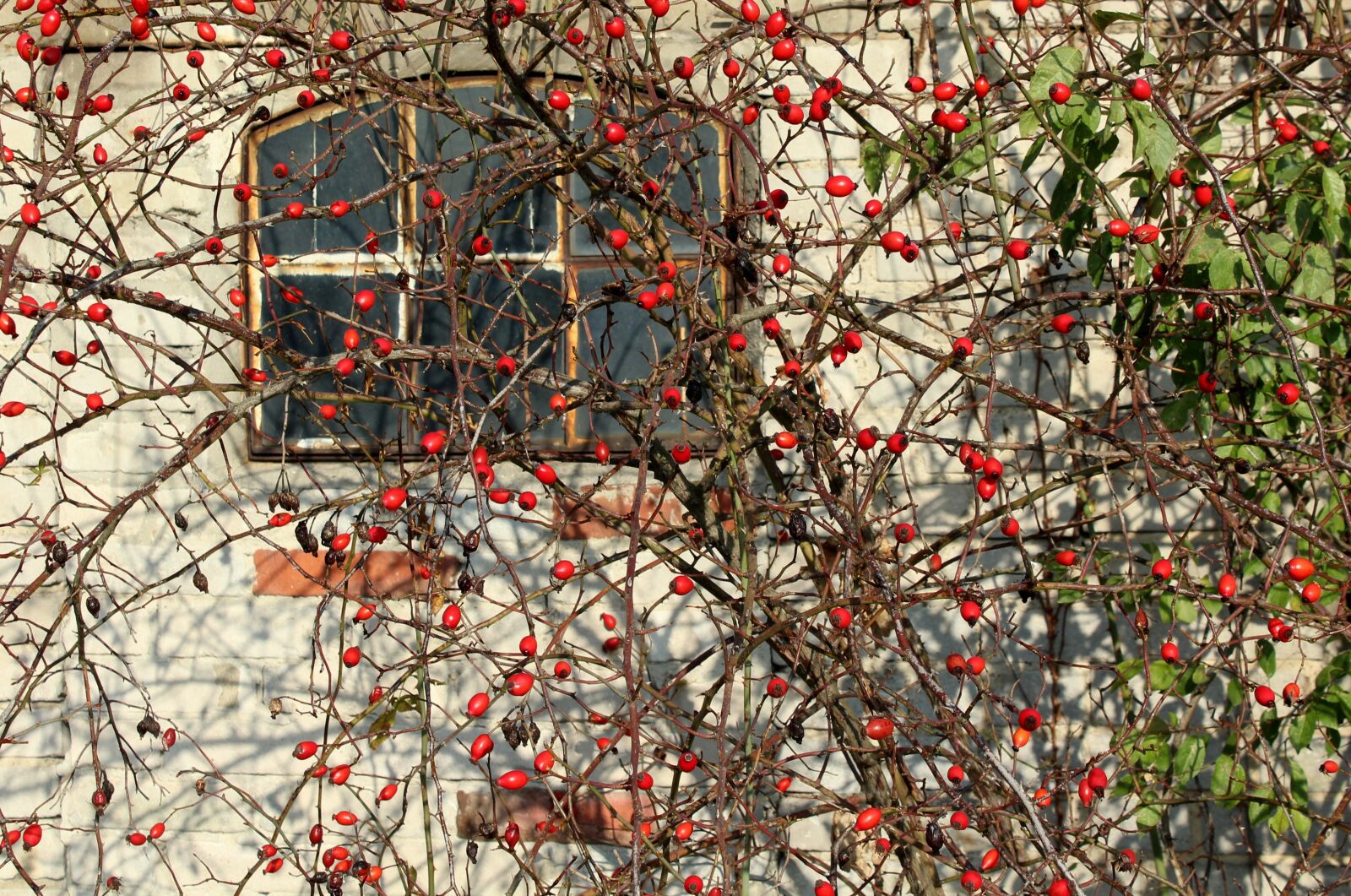 Canon EOS 1200D (EOS Rebel T5 / EOS Kiss X70 / EOS Hi) sample photo. Bush, wild rose, rose photography