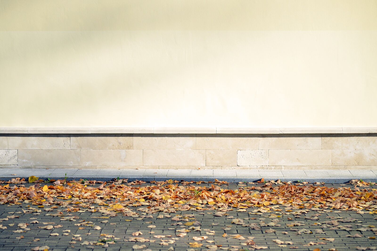 Nikon D3200 sample photo. Blank, wall, leaves photography