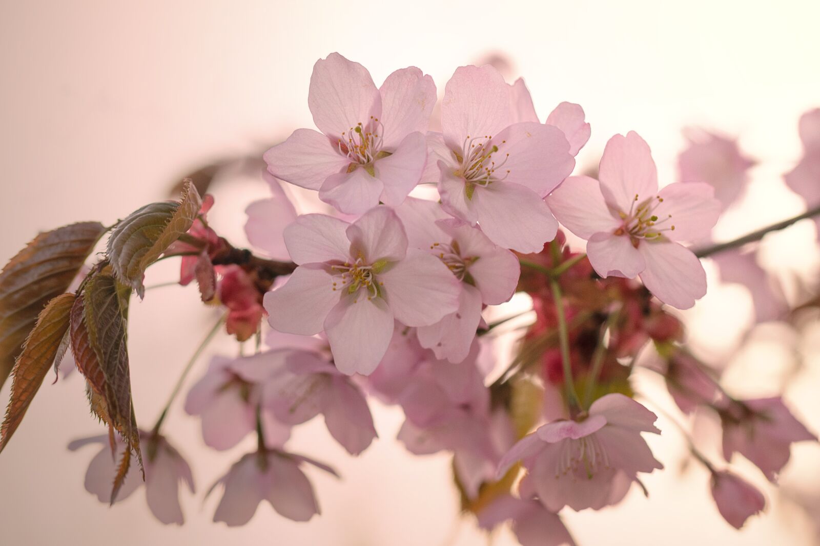 Nikon D3300 sample photo. Nature, cherry tree, inflorescence photography