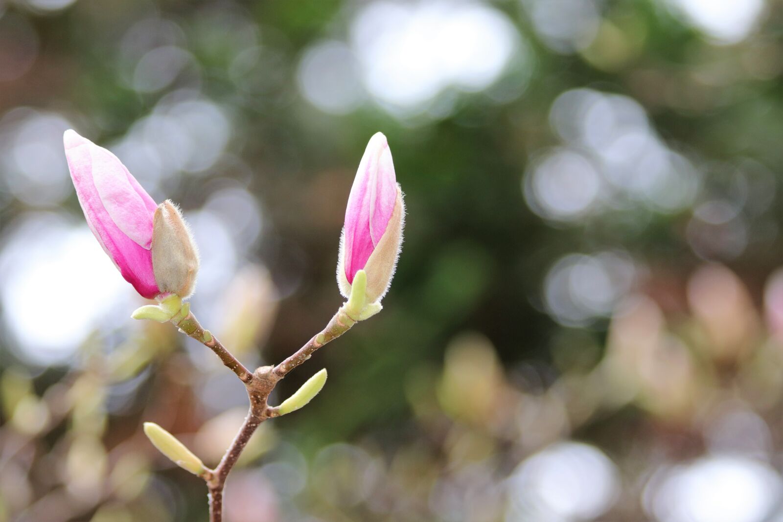 Canon EOS 200D (EOS Rebel SL2 / EOS Kiss X9) sample photo. Spring, magnolia buds, pink photography