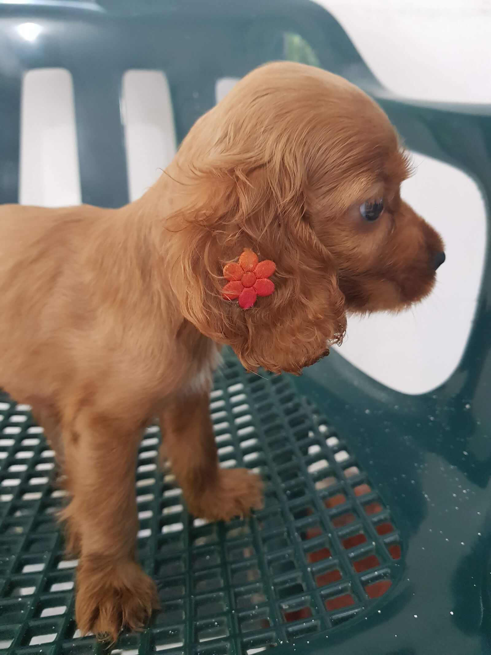 Samsung Galaxy S8+ sample photo. Puppy, cocker, spaniel photography
