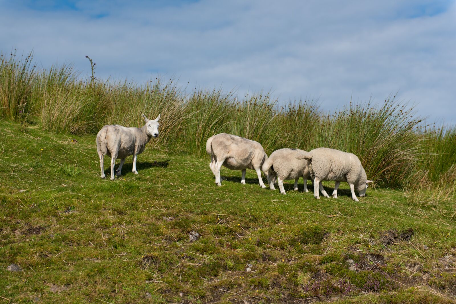 Nikon D750 sample photo. Sheep, flock, grass photography