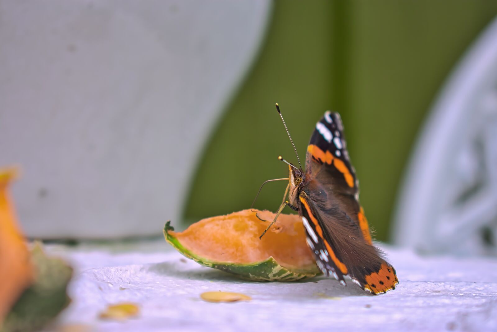 Nikon D3400 sample photo. Butterfly, red admiral, vanessa photography