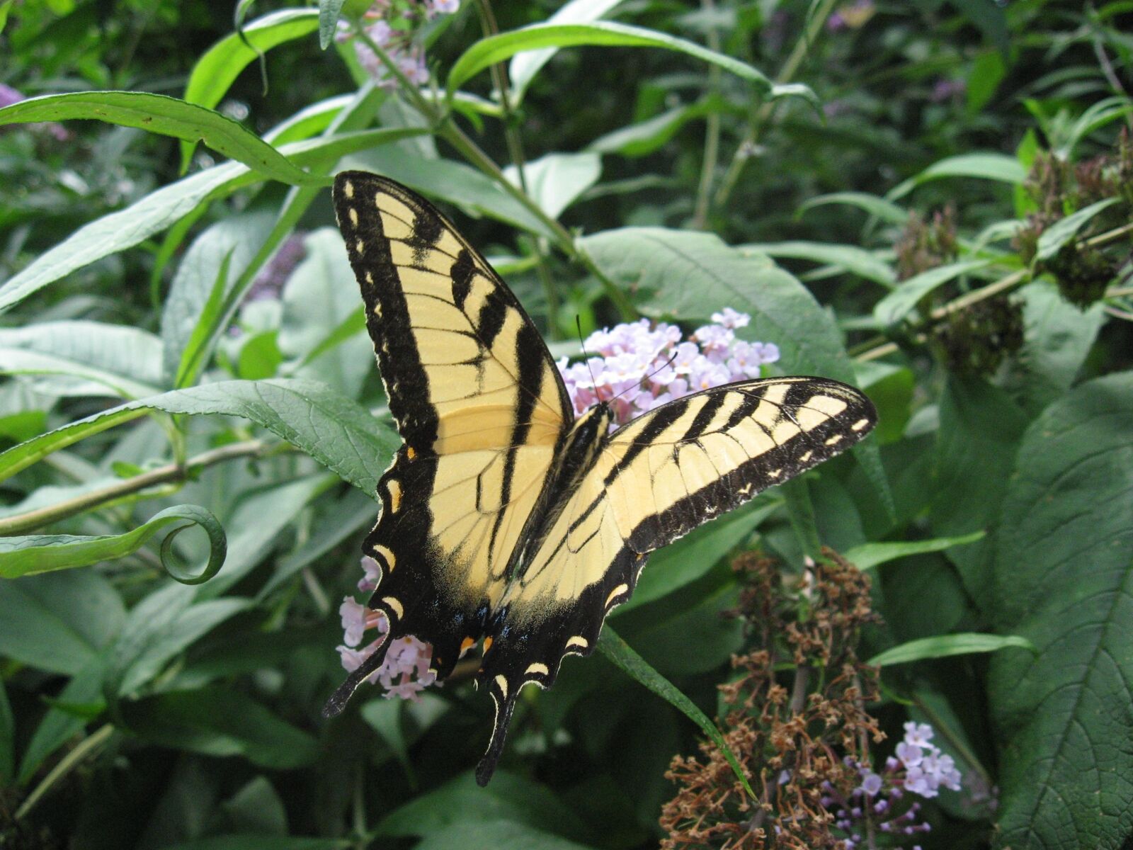 Canon POWERSHOT A550 sample photo. Butterfly, flower, nature photography