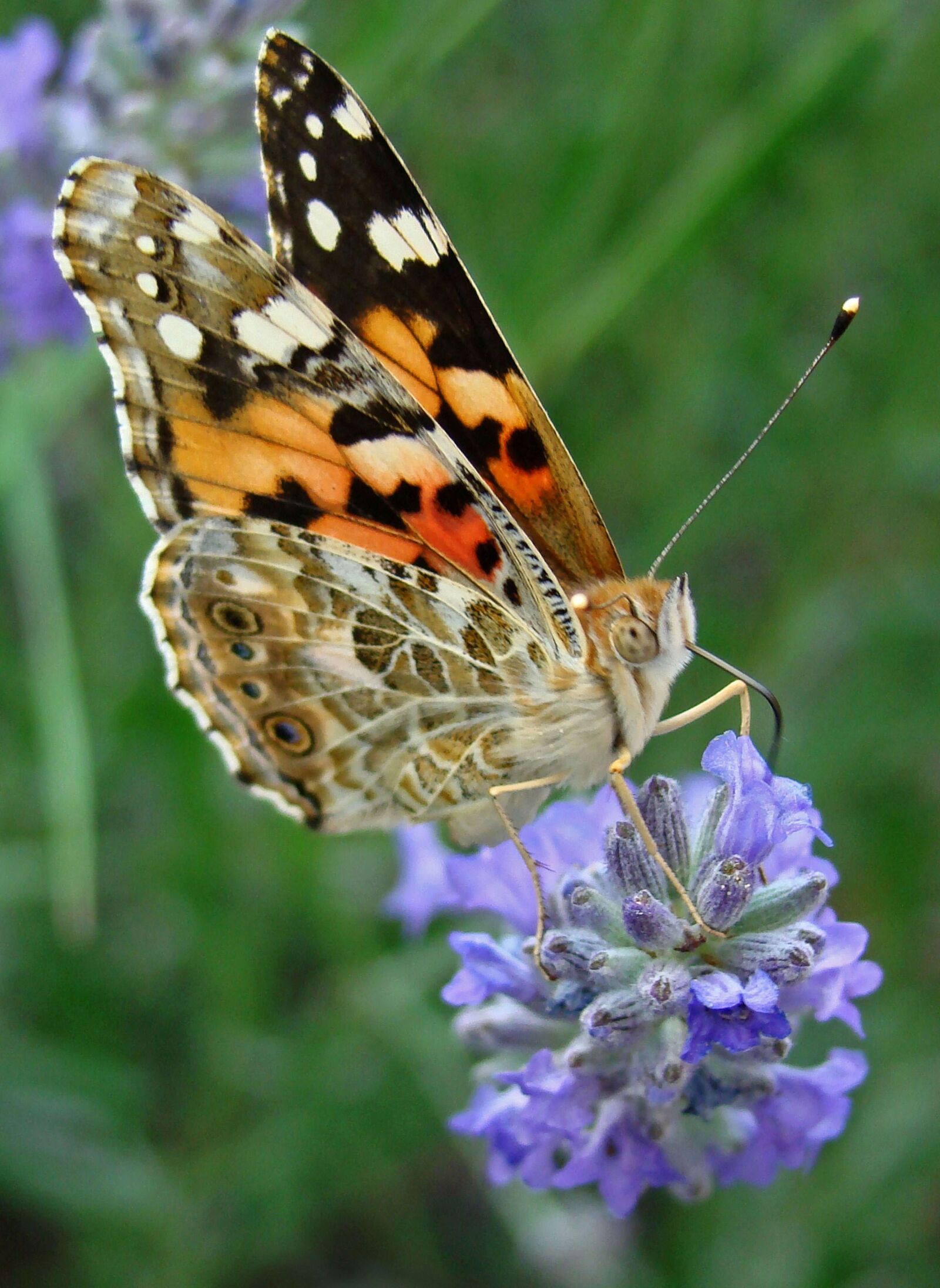 Sony DSC-H9 sample photo. Butterfly, flower, lavender photography