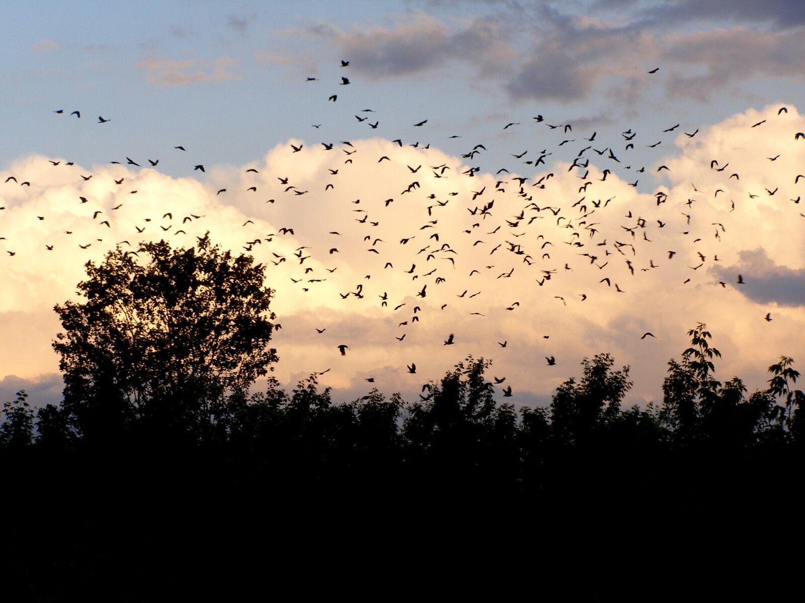 Olympus SP500UZ sample photo. Birds, clouds, sky photography