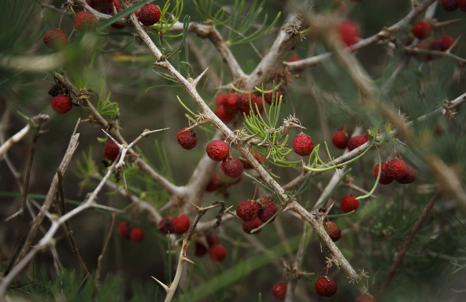 Canon EF-S 18-55mm F3.5-5.6 II sample photo. Berry, nature, winter photography
