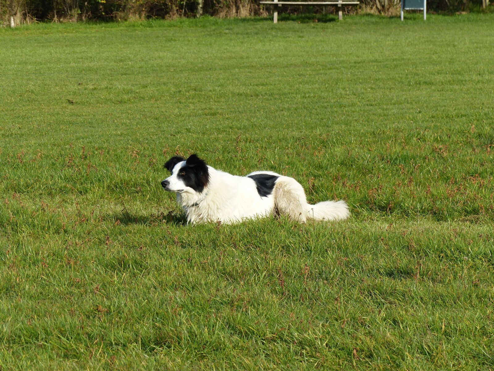 Panasonic Lumix DMC-FZ200 sample photo. Dog, lying, crossing photography
