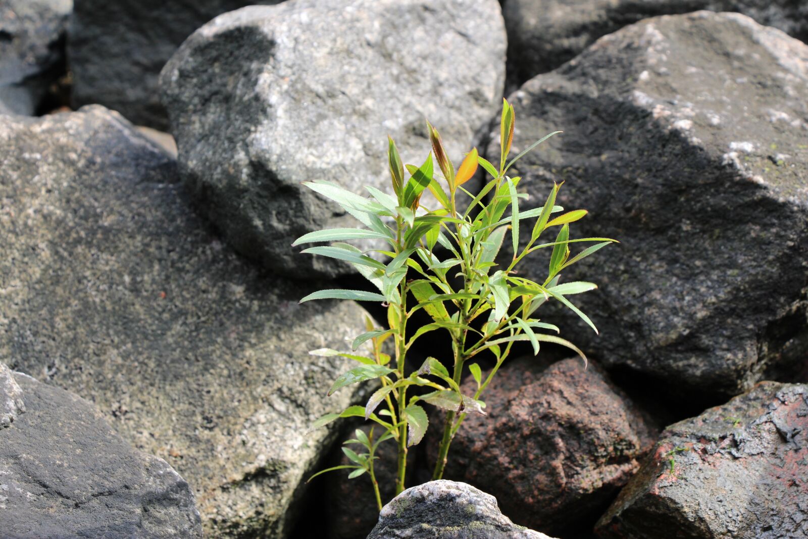 Canon EOS 650D (EOS Rebel T4i / EOS Kiss X6i) sample photo. Plant, stones, nature photography