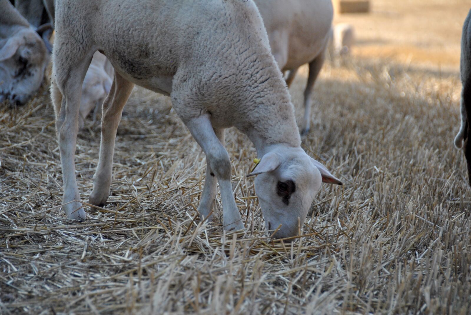 Nikon D3000 sample photo. Sheep, goat, nature photography