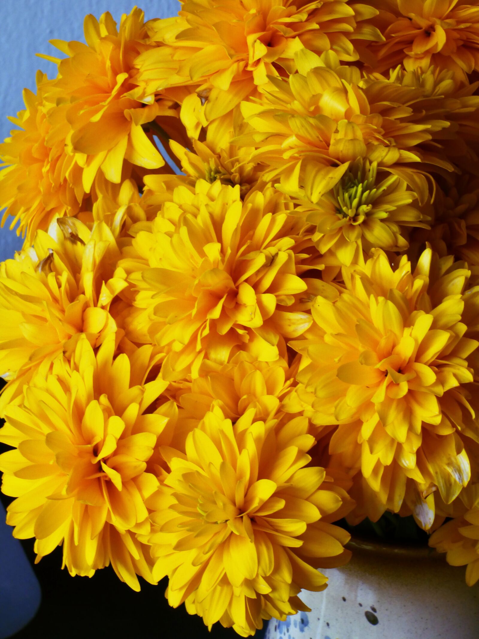 Panasonic DMC-FZ72 sample photo. Flower, yellow, plant photography