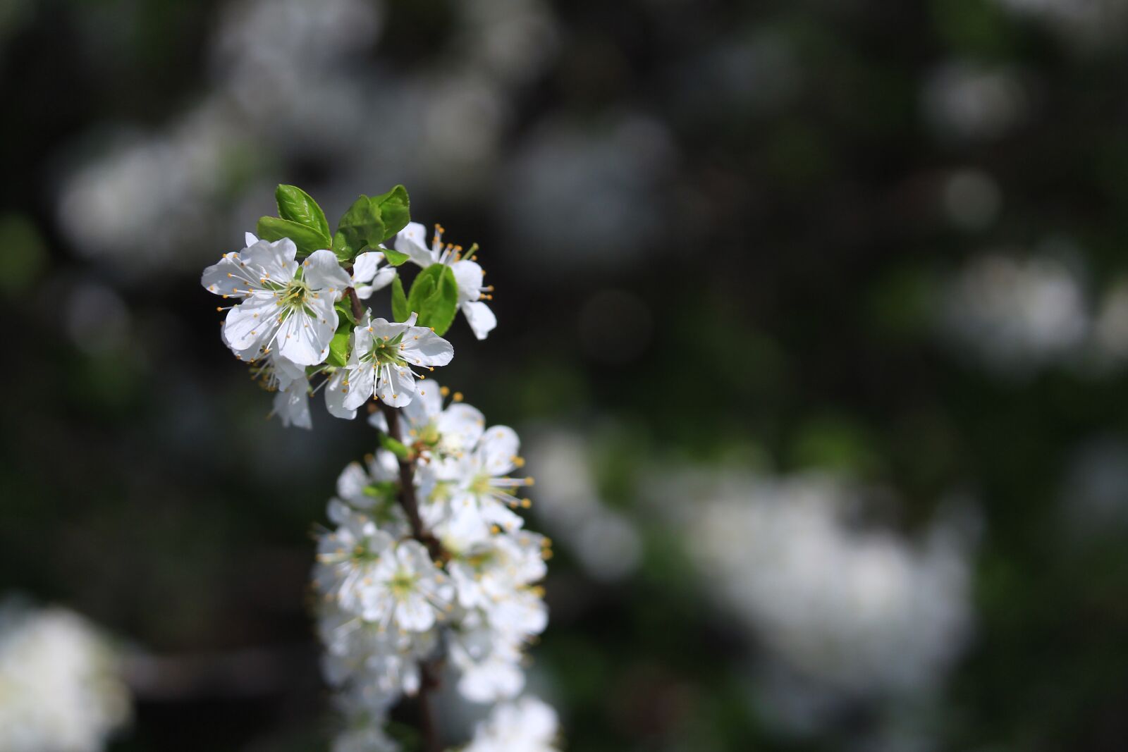 Canon EF-S 55-250mm F4-5.6 IS STM sample photo. Blossom, plants, apple tree photography