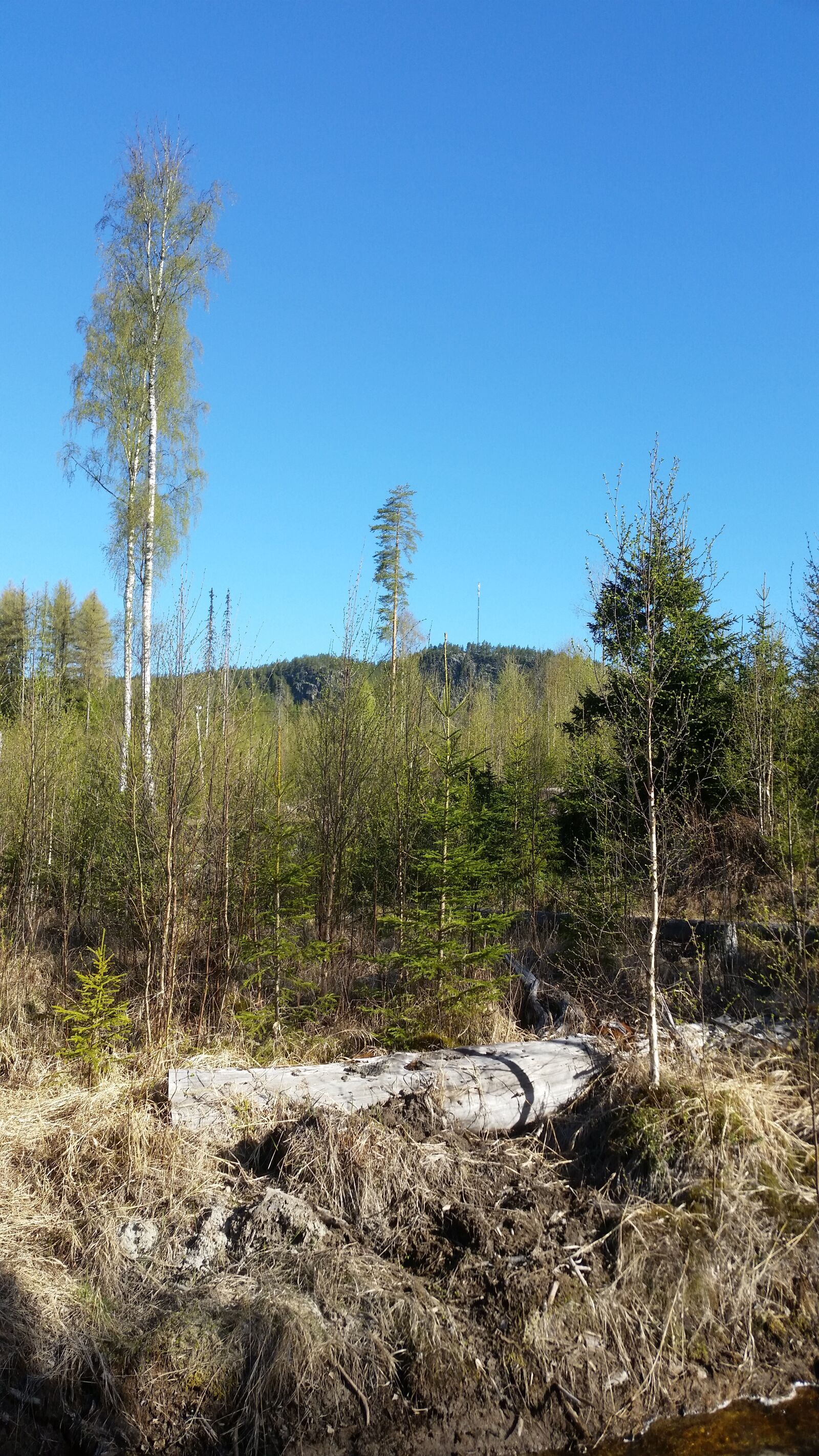 Samsung Galaxy S5 sample photo. Forest, himmel, nature photography